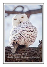 Snowy Owl at Merrill Creek